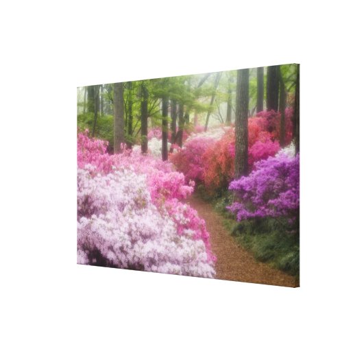 USA; Georgia; Pine Mountain. Azaleas at Stretched Canvas Print