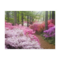 USA; Georgia; Pine Mountain. Azaleas at