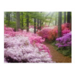 USA; Georgia; Pine Mountain. Azaleas at Postcards