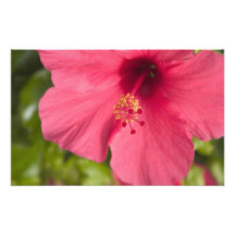 USA, Hawaii, Kauai, Hibiscus Art Photo