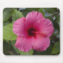 USA, Hawaii, Oahu. The Hibiscus is the 2 Mousepad