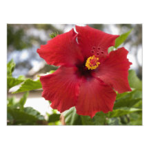 USA, Hawaii, Oahu. The Hibiscus is the Art Photo