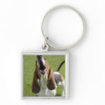 USA, Illinois, Washington, Portrait of Bassett Key Chain