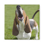 USA, Illinois, Washington, Portrait of Bassett Fridge Magnet