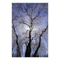 USA, Kentucky, Lexington. Backlit tree and