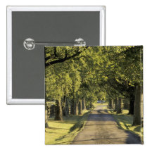 USA, Kentucky, Lexington. Tree-lined driveway, Pinback Button