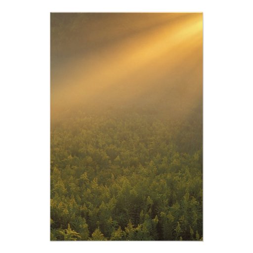 USA, Michigan, Meadow of goldenrod plants Photographic Print