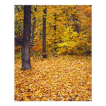 USA, Missouri, Boone County, Maple Forest in Art Photo