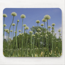 USA, New England, Massachusetts, Boston, 3 Mousepad