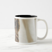 USA, New Jersey, Jersey City, Cute bulldog pup Mugs