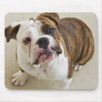 USA, New Jersey, Jersey City, Portrait of cute Mouse Pads