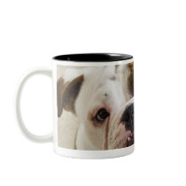 USA, New Jersey, Jersey City, Portrait of cute Coffee Mug