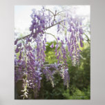 USA, New Jersey, Wisteria in bloom 2 Poster