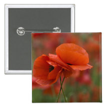 USA, North Carolina. Two red poppies Button