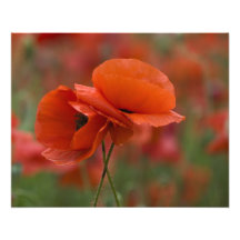 USA, North Carolina. Two red poppies Photo