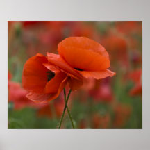 USA, North Carolina. Two red poppies Print