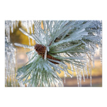USA, Oregon, Bend. Ponderosa pine needles are