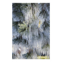 USA, Oregon, Bend. The ice on Ponderosa pine