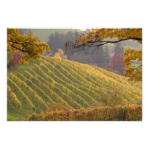 USA, Oregon, Newberg. Vineyard in the fall. Photograph