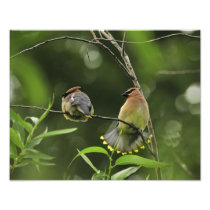 USA, Oregon, Portland. Male cedar waxwing