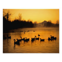 USA, Oregon, Portland. Waterfowl in Columbia