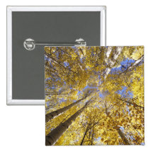 USA, Pacific Northwest. Aspen trees in autumn Buttons