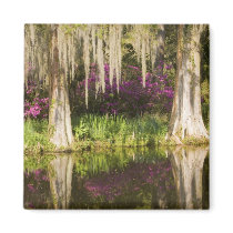 USA, South Carolina, Charleston. Cypress Trees Fridge Magnets