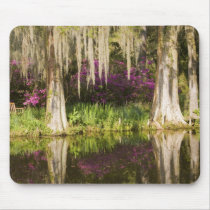 USA, South Carolina, Charleston. Cypress Trees Mouse Pad