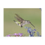 USA, Texas, Hill Country. Female black-chinned Post Cards