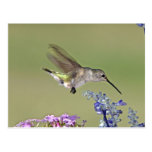 USA, Texas, Hill Country. Female black-chinned Post Cards