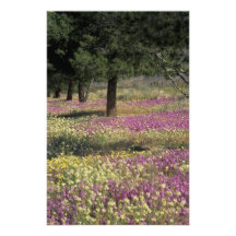 USA, Texas, Sand Verbena and Brown-eyed Photograph