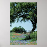 USA, Texas, Texas Hill Country Paintbrush and posters