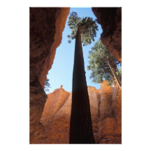 USA, Utah, Bryce Canyon National Park. Tall Photograph