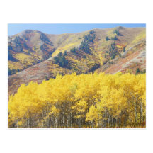 USA, Utah, Wasatch-Cache National Forest, Postcard