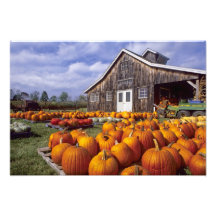 USA, Vermont, Shelbourne, Pumpkins Art Photo