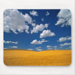 USA, Washington State, Colfax. Ripe barley meets