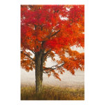 USA, West Virginia, Davis. Red maple in autumn photography