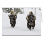 USA, WY, Yellowstone NP, American Bison (Bison Greeting Card