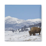 USA, WY, Yellowstone NP, American Bison Bison Magnet