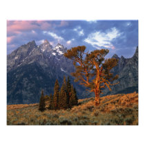 USA, Wyoming, Grand Teton NP. A lone cedar