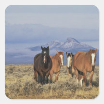 USA, Wyoming, near Cody Group of horses, Heart Stickers