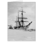 USCG Bear cards