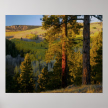 UTAH. Ponderosa pines & aspen, autumn. Sunrise, Posters