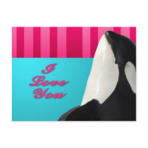 Valentine I love you orca whale Postcards