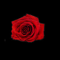 Valentine rose art t-shirts