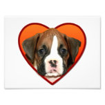 Valentine's boxer puppy art photo