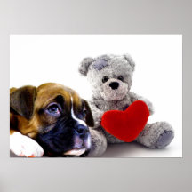 Valentine's boxer puppy poster