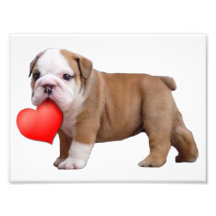 Valentine's bulldog puppy photo print