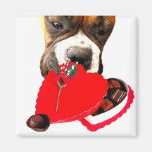Valentine's Day Boxer with chocolates magnet