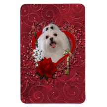 Valentines - Key to My Heart - Maltese Magnet